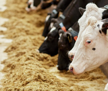 Dairy cows feeding on silage in a farm setting, highlighting the link between nutrition and disease prevention and the role of endotoxins in dairy cattle.