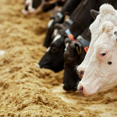 Dairy cows feeding on silage in a farm setting, highlighting the link between nutrition and disease prevention and the role of endotoxins in dairy cattle.