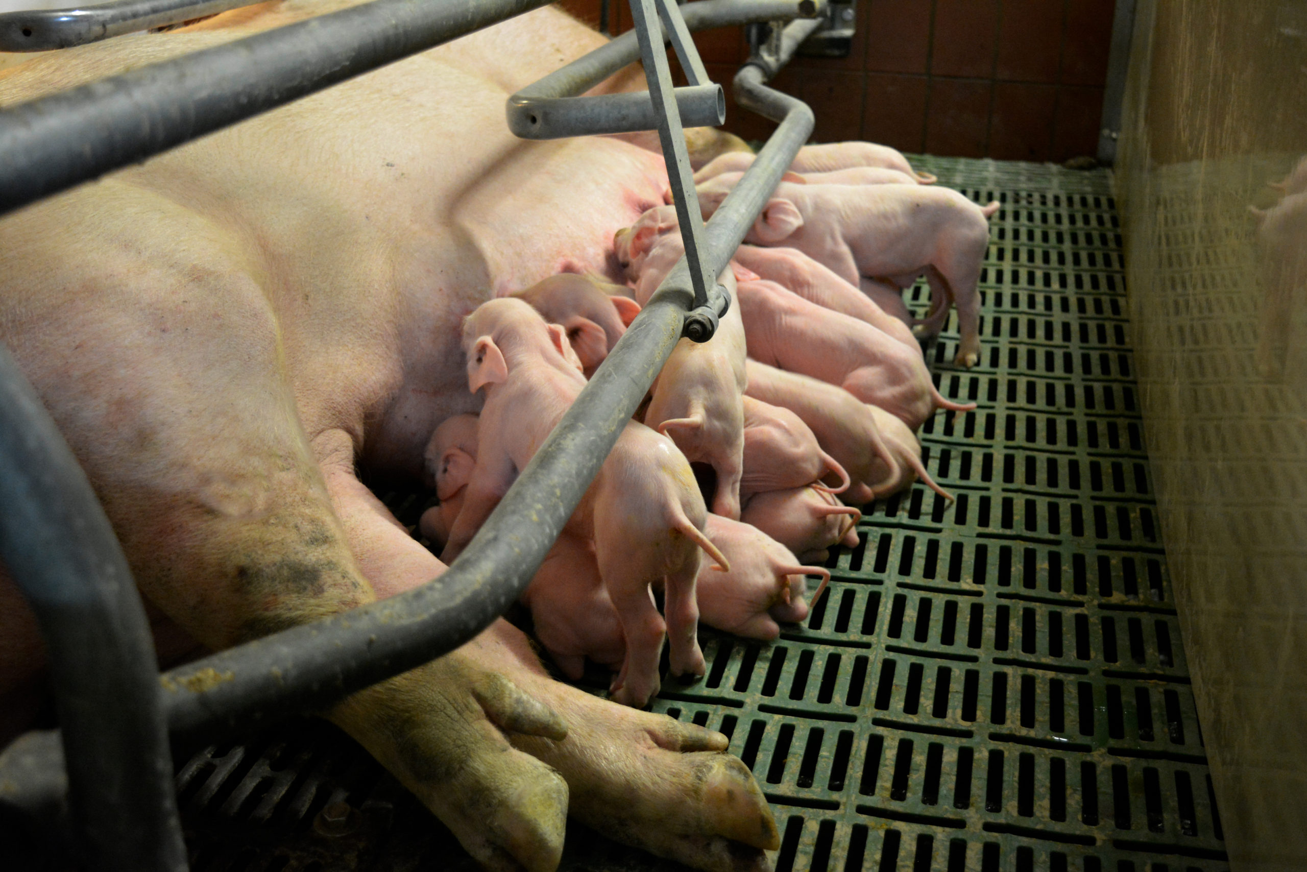 Very young piglets drinking with mother, showcasing the dangers of pre-weaning mortality