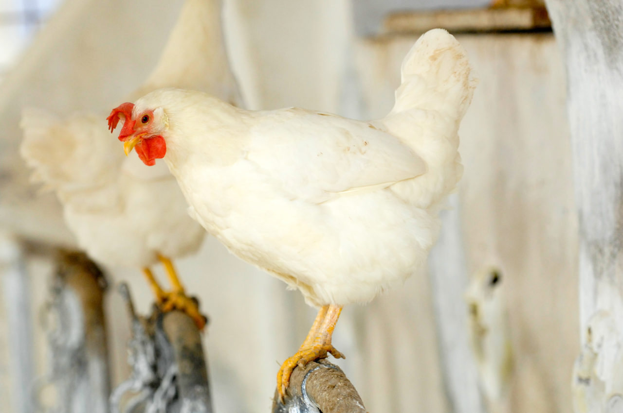  Foto zu World Poultry Congress 2022 - Agrimprove - Agrimprove 