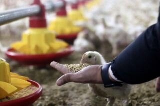 as feed and broiler chick sales
