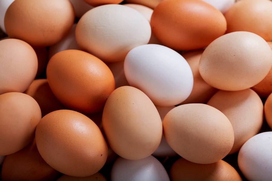 8 factors of eggshell color Agrimprove Agrimprove