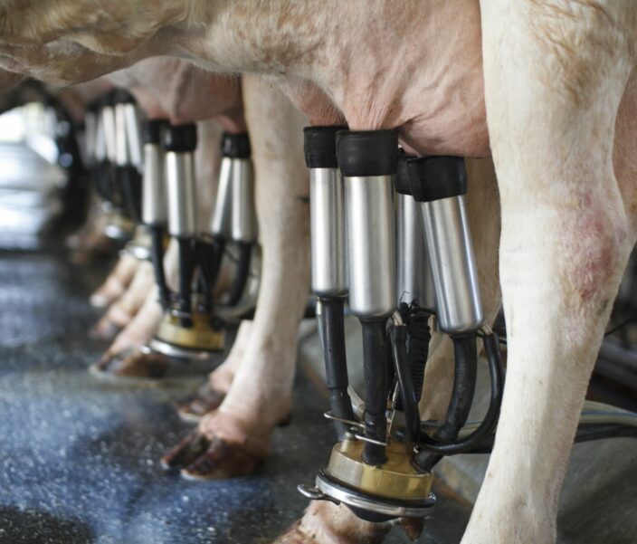 cows are lined up at machines while their udders are being milked, providing toxin-free milk