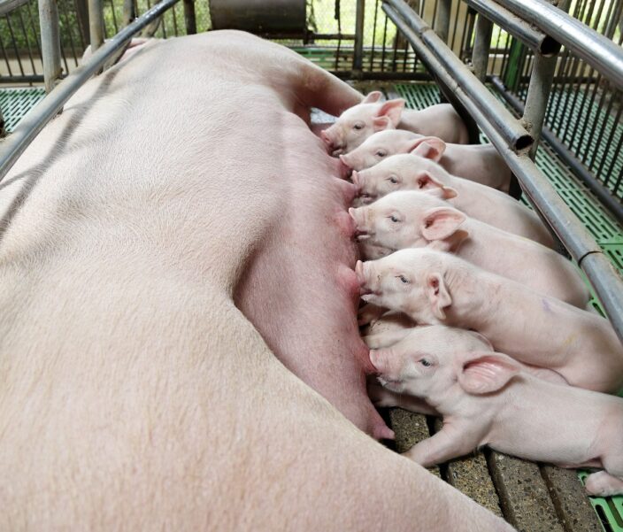 A sow nursing a uniform litter of healthy piglets in a controlled farm environment, highlighting the role of sow nutrition in piglet growth, litter uniformity, and overall farm efficiency.
