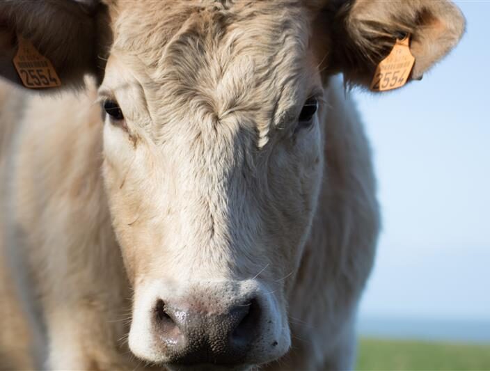 A cow standing in a field, illustrating methane in ruminants