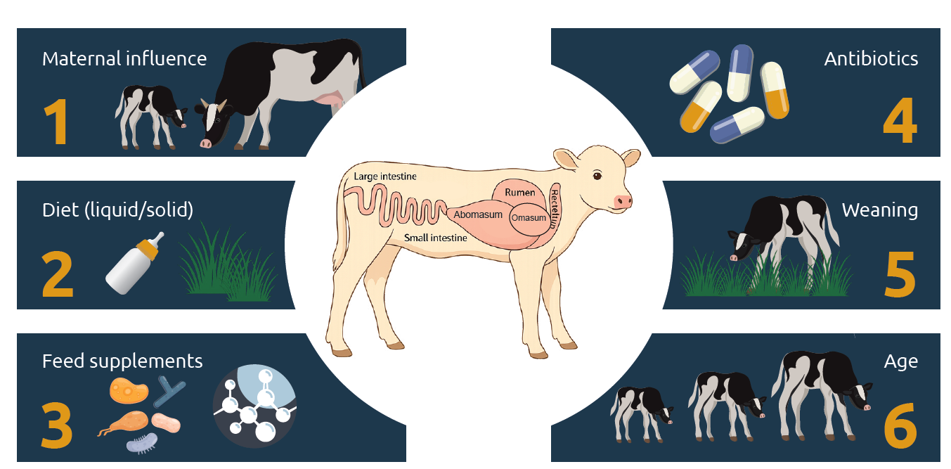 Factors influencing the establishment and composition of the microbiome in neonatal calves