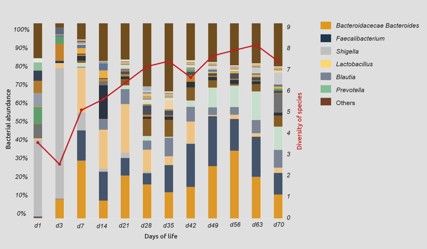 The fecal bacterial composition of a dairy calf becomes more and more diverse from birth until weaning 
