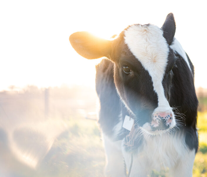 A healthy calf is standing in a pasture, showing the importance of the calf's microbiome and its effect on their wellbeing