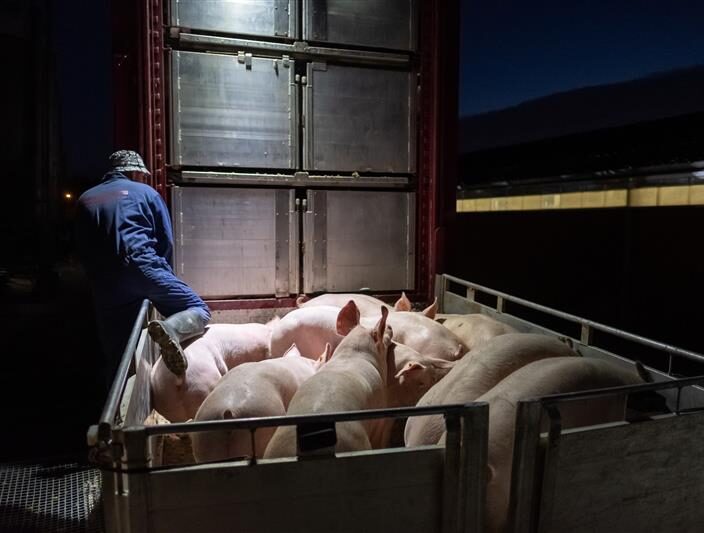 Person climbing into a metal livestock trailer crowded with pigs, illuminated by artificial light at night.