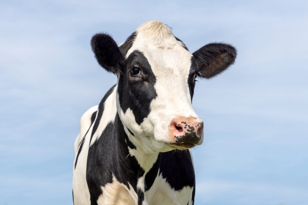 Close-up portrait of a black-and-white Holstein cow facing the camera against a soft blue sky background.